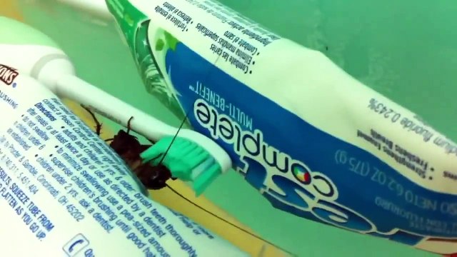 Bàn chải đánh răng là nơi có rất nhiều vi khuẩn