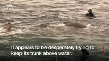 Elephant found swimming 16km out to sea - BBC News-p7XMHNdY2Ss