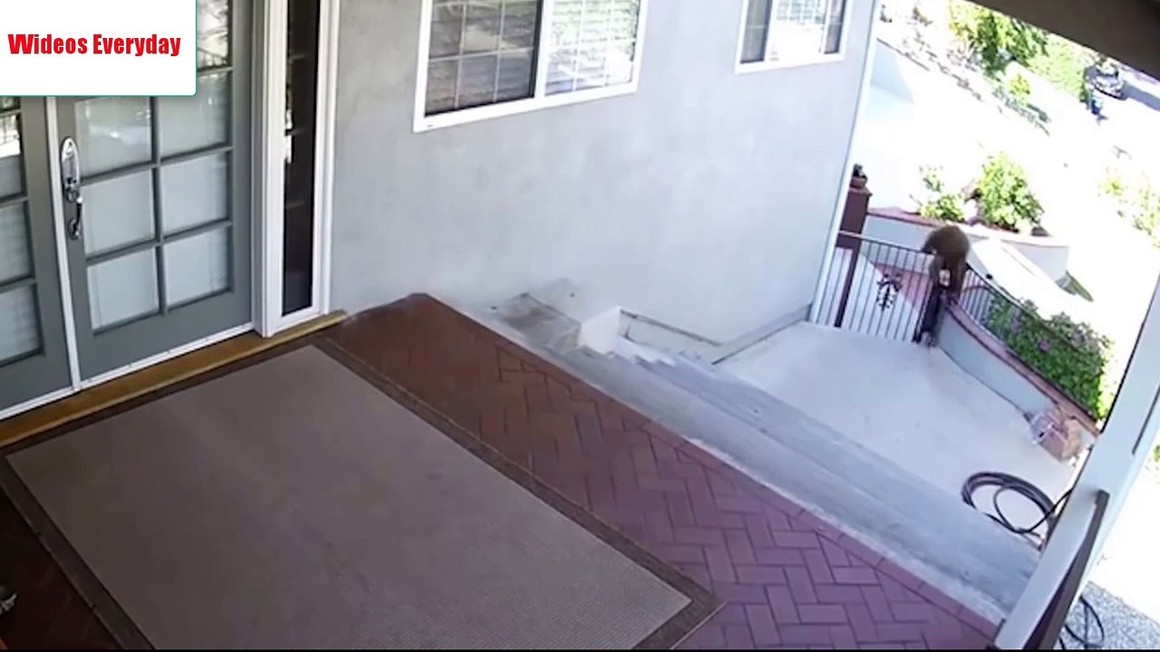 Drunk Girls Come On To Road And Jumps Over A Strangers Car - Thug LIfe - Dog VS Lion(Aug 2017 HD)