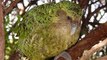 Worlds Weirdest Frogs! 5 Weird Animal Fs - Ep. 30 : AnimalBytesTV