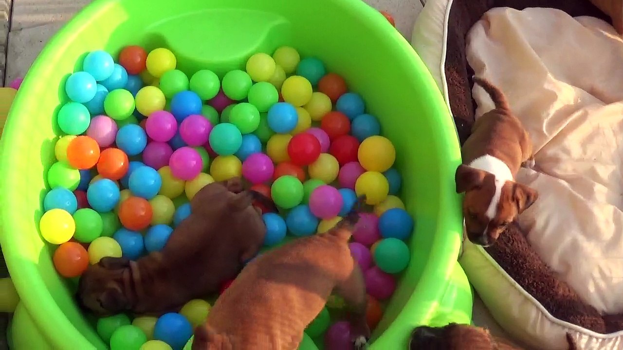 81ème Vidéo Le petit pétard n°8 Mâle staffie de STAFFORDLAND