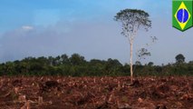 Brazil just opened up a massive chunk of rainforest for mining