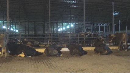 Mal Canın Yongası...çobanlar Kurbanlıkların Başında Yatıyor