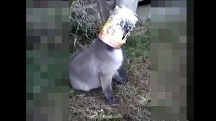 ELE OUVE UM BARULHO NO FUNDO DO QUINTAL, ELE NÃO ESPERAVA TAL DESCOBERTA!