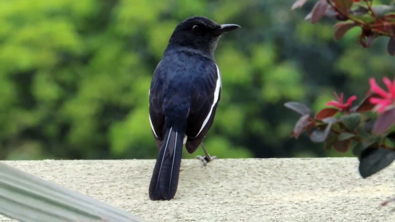 magpie robin bird