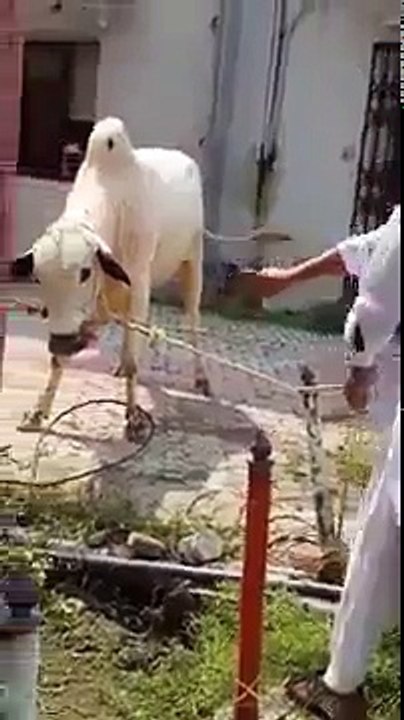 جانور کے پاس جب بھی جائیں بڑی احتیاط کے ساتھ جائیں۔ ویڈیو میں دیکھیں ان صاحب کے ساتھ کیا ہوا۔ ویڈیو: محمد علی۔ لاہور