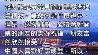 【發財樹風水】發財樹的風水學，怎麼擺放財運佳