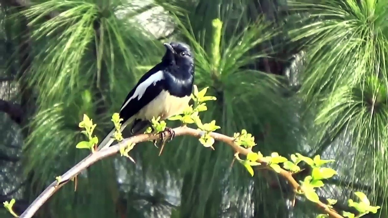 birds jungle - oriental magpie robin song