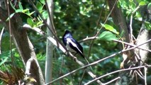 Birds Oriental Magpie Robin - Beautiful wild birds and melodious vocals