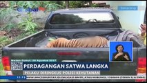 Polisi Ringkus Pelaku Pemburu Harimau Sumatera