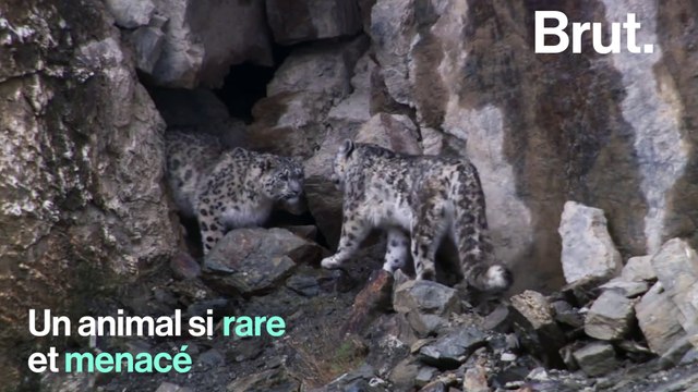 Le léopard des neiges sur le point de disparaître