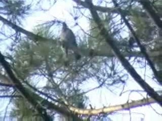 palombiere du sud-ouest