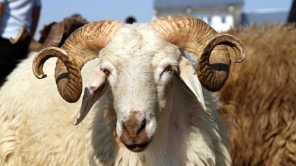 Belirlenen Yerler Dışında Kurban Kesene 50 Bin TL Ceza