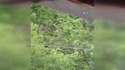 Posof'ta İki Ayı Evin Bahçesindeki Ağacın Tepesine Çıktı