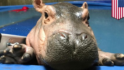 Internet star Fiona the baby hippo getting Facebook video series