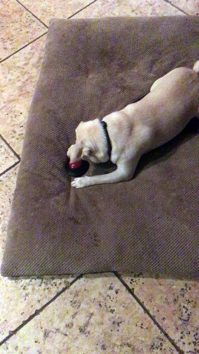 Pug vs. Fart Machine