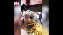 On a retrouvé le vrai rat de Ratatouille... Adorable