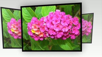 Lantana flowers - Top the best beautiful flowers in the world !