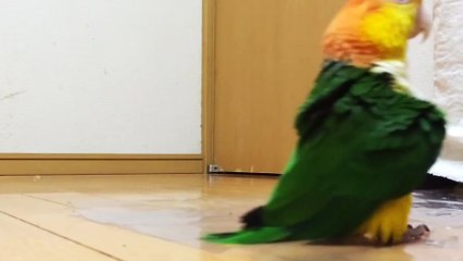 Un perroquet n'est pas content et le fait savoir