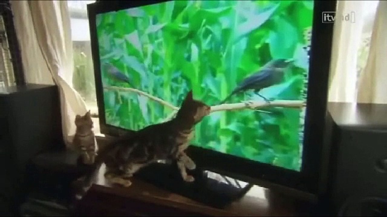 The Wonderful World of Cats (Part 1/2) Nature Wildlife Documentary