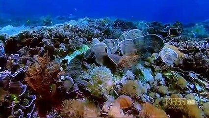 The Kings of Camouflage (Nature Documentary, Full Length)