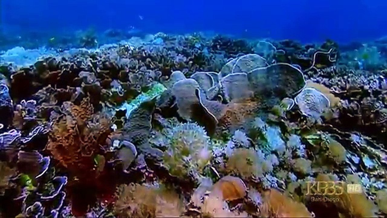 The Kings of Camouflage (Nature Documentary, Full Length)
