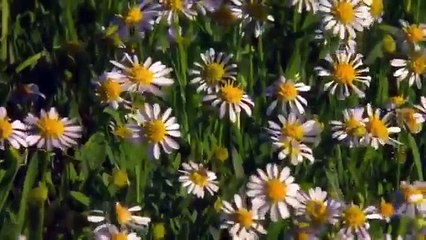 Parrots in the Land of Oz (Nature Documentary)