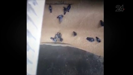 Rire - Pigeons qui sont aspirés