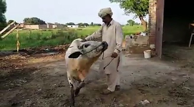 ایسا بچھڑا جو اللہ کی راہ میں قربان ہونے کیلئے ہردم تیار ہے۔ ویڈیو: شہزادہ فیصل۔ گوجرانوالہ