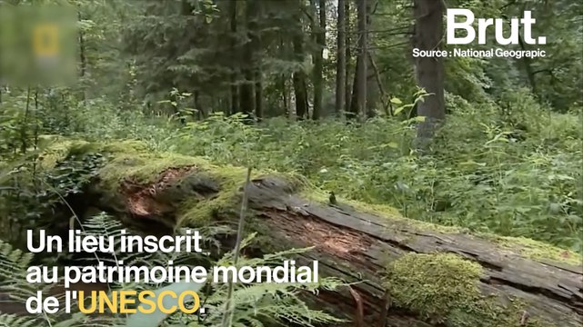 La plus ancienne forêt d'Europe victime de déforestation