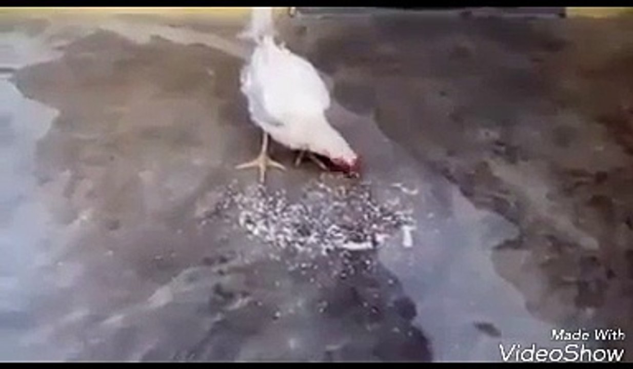 انظر ماذا فعلت هذه الدجاجة سبحان الله
