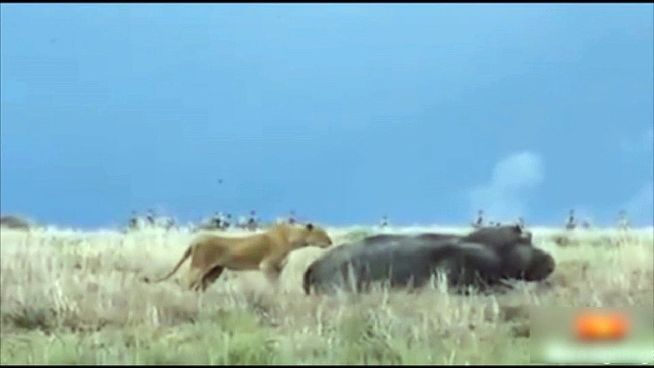 Cette lionne n'aurait pas dû réveiller cet hippopotame !