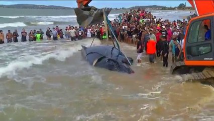 Des centaines de personnes aident une baleine échouée (Brésil)