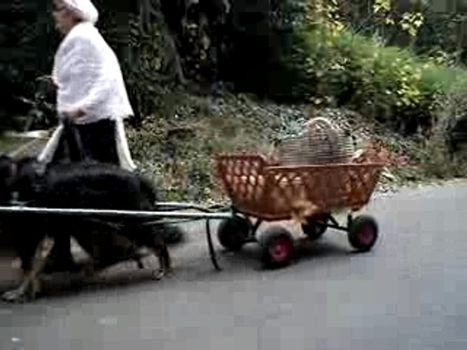 Défilé de chiens de trait, Nantes Beaujoire.