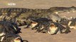 Wild Animals Documentary - Crocodile Attacks Discovery Documentary Animal HD-QwdVhfQcecw_clip1