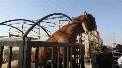 Mercados de animales se preparan para celebrar la Fiesta del Sacrificio en Palestina