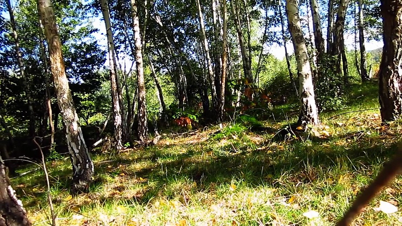 Bolets surprenants 24 CEPES Steinpilze