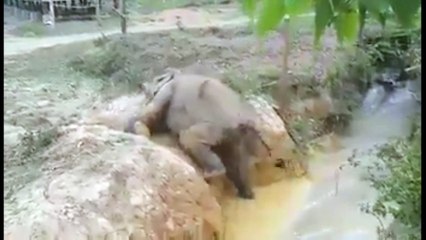 Baby Elephant Stuck in Mud