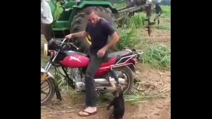 Funny Monkey Want To Ride on Bike