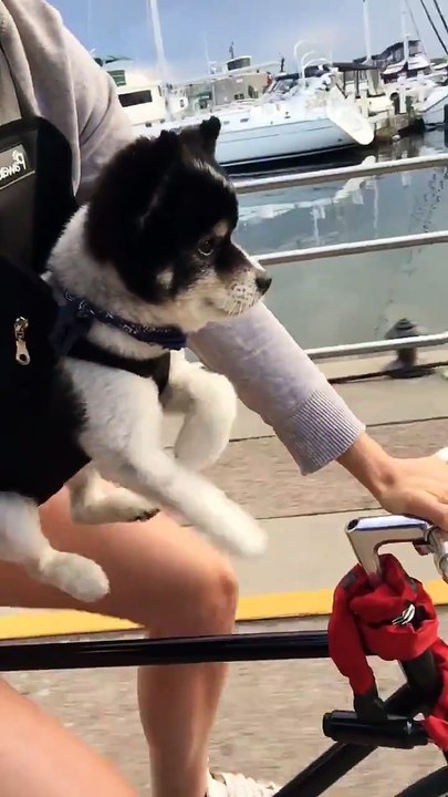 Hund radelt mit....super