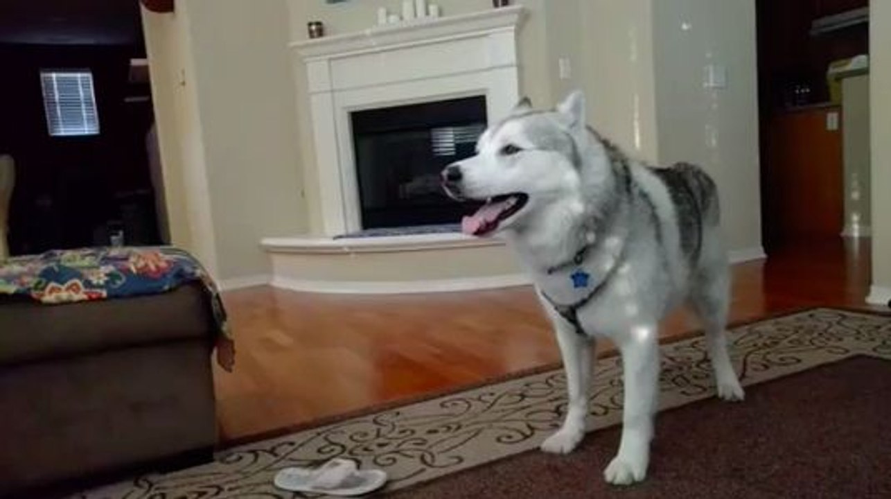 Un husky fait tout pour attirer l'attention de son maître !