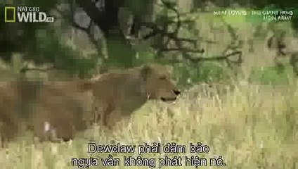 The Lion Army (National Geographic Wild)