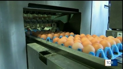 Uova tossiche a Bisceglie e Brindisi