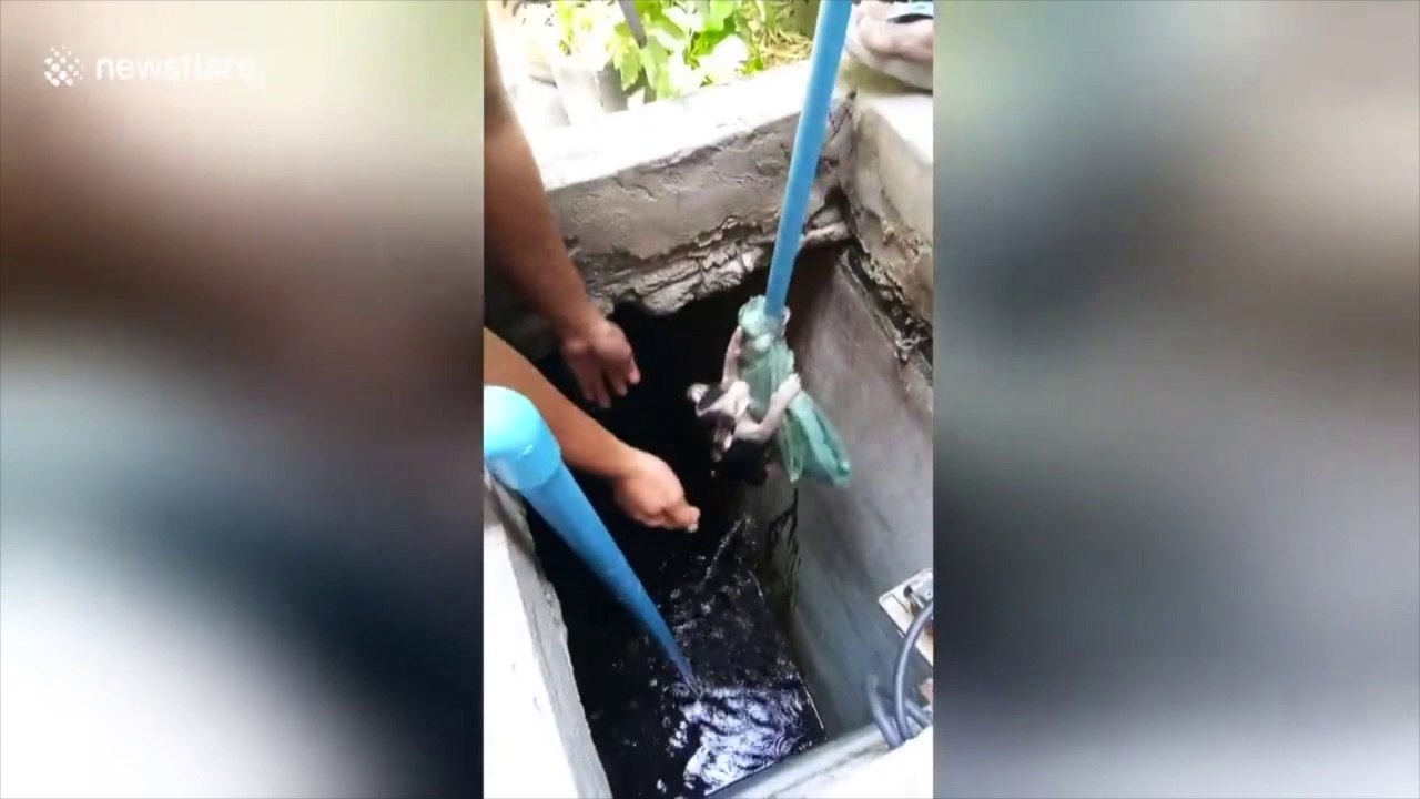 Sauvetage d'un petit chaton coincé dans les égouts !