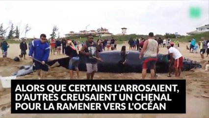 Des centaines de personnes viennent en aide à une baleine échouée !