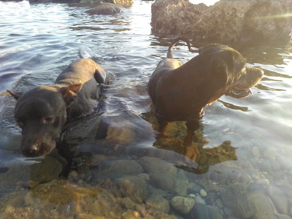 I CANI RINGRAZIANO