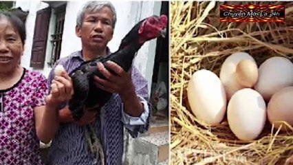 Chuyện Lạ Việt Nam ''Gà Trống Chọi '' đẻ Trứng có thật tại Nghệ An Thật Không thể Tin nổi