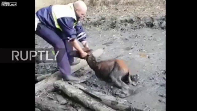 Sauvetage d'un bébé cheval prisonnier d'une flaque de boue en Russie !