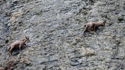 Trois grands éterlous par travers