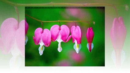 Bleeding Heart Flowers (Tigon Flowers) - A sad love !